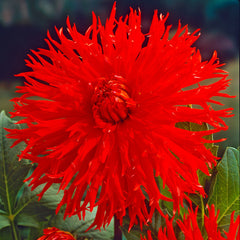 Dahlia Cactus Deer Anterler Collection Bulbs Perennial Growing Bonsai Roots Rhizomes Corms Tubers Potted Planting Reblooming Fragrant Garden Species Blooms Flower Seeds Plant Gardening