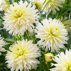 Dahlia Cactus Deer Anterler Collection Bulbs Perennial Growing Bonsai Roots Rhizomes Corms Tubers Potted Planting Reblooming Fragrant Garden Species Blooms Flower Seeds Plant Gardening
