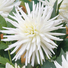 TuTu Dahlia Bulbs Perennial Growing Bonsai Roots Rhizomes Corms Tubers Potted Planting Reblooming Fragrant Garden Species Blooms Flower Seeds Plant Gardening