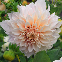 Cafe au Lait Dahlia Bulbs Perennial Growing Bonsai Roots Rhizomes Corms Tubers Potted Planting Reblooming Fragrant Garden Species Blooms Flower Seeds Plant Gardening - Seedsplant
