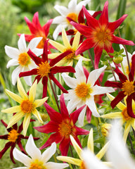 Dahlia Cartwheel Mixed Bulbs Perennial Growing Bonsai Roots Rhizomes Corms Tubers Potted Planting Reblooming Fragrant Garden Species Blooms Flower Seeds Plant Gardening