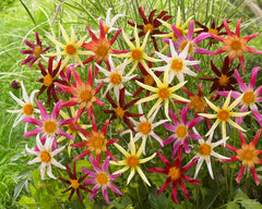 Dahlia Cartwheel Mixed Bulbs Perennial Growing Bonsai Roots Rhizomes Corms Tubers Potted Planting Reblooming Fragrant Garden Species Blooms Flower Seeds Plant Gardening