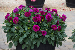 Maxi Castilo Dahlia Bulbs Perennial Growing Bonsai Roots Rhizomes Corms Tubers Potted Planting Reblooming Fragrant Garden Species Blooms Flower Seeds Plant Gardening