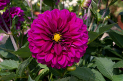 Maxi Castilo Dahlia Bulbs Perennial Growing Bonsai Roots Rhizomes Corms Tubers Potted Planting Reblooming Fragrant Garden Species Blooms Flower Seeds Plant Gardening
