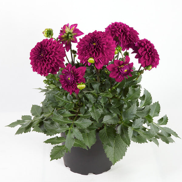 Maxi Castilo Dahlia Bulbs Perennial Growing Bonsai Roots Rhizomes Corms Tubers Potted Planting Reblooming Fragrant Garden Species Blooms Flower Seeds Plant Gardening