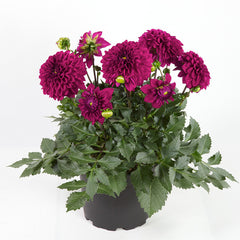 Maxi Castilo Dahlia Bulbs Perennial Growing Bonsai Roots Rhizomes Corms Tubers Potted Planting Reblooming Fragrant Garden Species Blooms Flower Seeds Plant Gardening