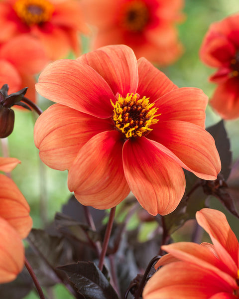 Catherine Deneuve Dahlia Bulbs Perennial Growing Bonsai Roots Rhizomes Corms Tubers Potted Planting Reblooming Fragrant Garden Species Blooms Flower Seeds Plant Gardening