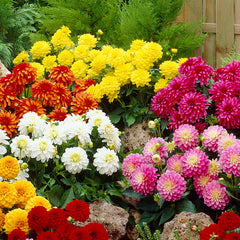 Dahlia Gallery Cezanne Bulbs Perennial Growing Bonsai Roots Rhizomes Corms Tubers Potted Planting Reblooming Fragrant Garden Species Blooms Flower Seeds Plant Gardening