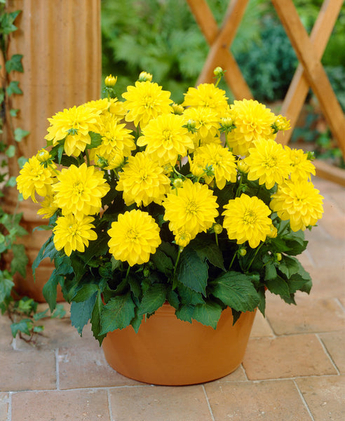 Dahlia Gallery Cezanne Bulbs Perennial Growing Bonsai Roots Rhizomes Corms Tubers Potted Planting Reblooming Fragrant Garden Species Blooms Flower Seeds Plant Gardening