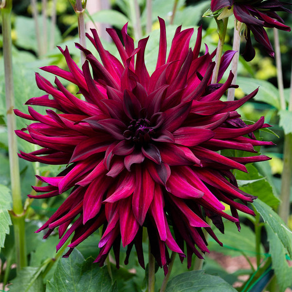 Chat Noir Dahlia Bulbs Perennial Growing Bonsai Roots Rhizomes Corms Tubers Potted Planting Reblooming Fragrant Garden Species Blooms Flower Seeds Plant Gardening