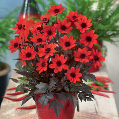 Collarette Collection Dahlia Bulbs Perennial Growing Bonsai Roots Rhizomes Corms Tubers Potted Planting Reblooming Fragrant Garden Species Blooms Flower Seeds Plant Gardening