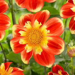 Collarette Collection Dahlia Bulbs Perennial Growing Bonsai Roots Rhizomes Corms Tubers Potted Planting Reblooming Fragrant Garden Species Blooms Flower Seeds Plant Gardening