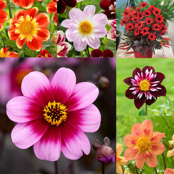 Collarette Collection Dahlia Bulbs Perennial Growing Bonsai Roots Rhizomes Corms Tubers Potted Planting Reblooming Fragrant Garden Species Blooms Flower Seeds Plant Gardening