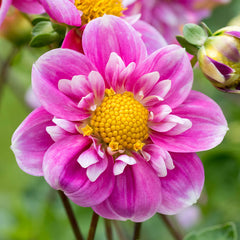 Hartenaas Dahlia Bulbs Perennial Growing Bonsai Roots Rhizomes Corms Tubers Potted Planting Reblooming Fragrant Garden Species Blooms Flower Seeds Plant Gardening