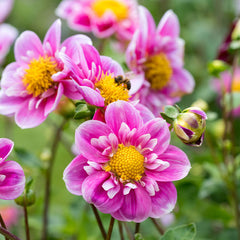 Hartenaas Dahlia Bulbs Perennial Growing Bonsai Roots Rhizomes Corms Tubers Potted Planting Reblooming Fragrant Garden Species Blooms Flower Seeds Plant Gardening