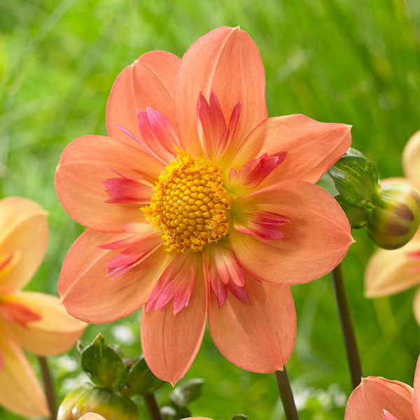 Collarette Kelsey Annie Joy Dahlia Bulbs Perennial Growing Bonsai Roots Rhizomes Corms Tubers Potted Planting Reblooming Fragrant Garden Species Blooms Flower Seeds Plant Gardening