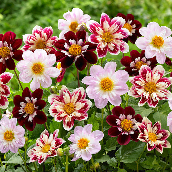 Dahlia Collarette Mix Bulbs Perennial Growing Bonsai Roots Rhizomes Corms Tubers Potted Planting Reblooming Fragrant Garden Species Blooms Flower Seeds Plant Gardening