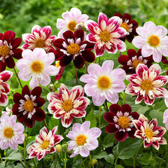Dahlia Collarette Mix Bulbs Perennial Growing Bonsai Roots Rhizomes Corms Tubers Potted Planting Reblooming Fragrant Garden Species Blooms Flower Seeds Plant Gardening