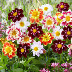 Collarette Mix Dahlia Bulbs Perennial Growing Bonsai Roots Rhizomes Corms Tubers Potted Planting Reblooming Fragrant Garden Species Blooms Flower Seeds Plant Gardening