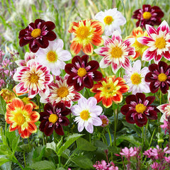 Dahlia Collarette Mixed Bulbs Perennial Growing Bonsai Roots Rhizomes Corms Tubers Potted Planting Reblooming Fragrant Garden Species Blooms Flower Seeds Plant Gardening