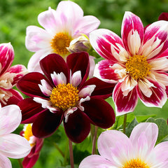 Collarette Night Butterfly Dahlia Bulbs Perennial Growing Bonsai Roots Rhizomes Corms Tubers Potted Planting Reblooming Fragrant Garden Species Blooms Flower Seeds Plant Gardening