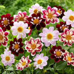 Collarette Night Butterfly Dahlia Bulbs Perennial Growing Bonsai Roots Rhizomes Corms Tubers Potted Planting Reblooming Fragrant Garden Species Blooms Flower Seeds Plant Gardening