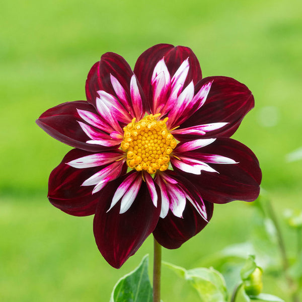 Collarette Night Butterfly Dahlia Bulbs Perennial Growing Bonsai Roots Rhizomes Corms Tubers Potted Planting Reblooming Fragrant Garden Species Blooms Flower Seeds Plant Gardening