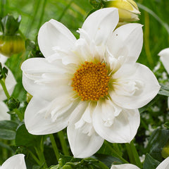 Collarette Twynings White Chocolate Dahlia Bulbs Perennial Growing Bonsai Roots Rhizomes Corms Tubers Potted Planting Reblooming Fragrant Garden Species Blooms Flower Seeds Plant Gardening