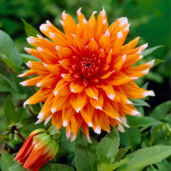 Color Spectacle Dahlia Bulbs Perennial Growing Bonsai Roots Rhizomes Corms Tubers Potted Planting Reblooming Fragrant Garden Species Blooms Flower Seeds Plant Gardening