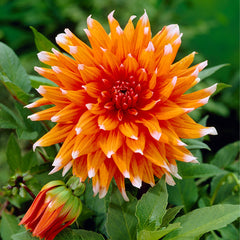 Color Spectacle Dahlia Bulbs Perennial Growing Bonsai Roots Rhizomes Corms Tubers Potted Planting Reblooming Fragrant Garden Species Blooms Flower Seeds Plant Gardening