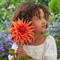 Color Spectacle Dahlia Bulbs Perennial Growing Bonsai Roots Rhizomes Corms Tubers Potted Planting Reblooming Fragrant Garden Species Blooms Flower Seeds Plant Gardening