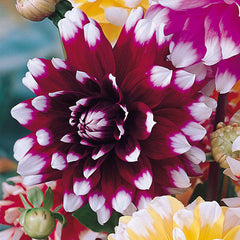 Decorative BiColour Collection Dahlia Bulbs Perennial Growing Bonsai Roots Rhizomes Corms Tubers Potted Planting Reblooming Fragrant Garden Species Blooms Flower Seeds Plant Gardening