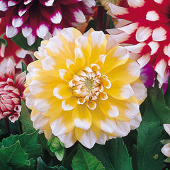 Decorative BiColour Collection Dahlia Bulbs Perennial Growing Bonsai Roots Rhizomes Corms Tubers Potted Planting Reblooming Fragrant Garden Species Blooms Flower Seeds Plant Gardening