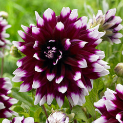 Decorative BiColour Collection Dahlia Bulbs Perennial Growing Bonsai Roots Rhizomes Corms Tubers Potted Planting Reblooming Fragrant Garden Species Blooms Flower Seeds Plant Gardening