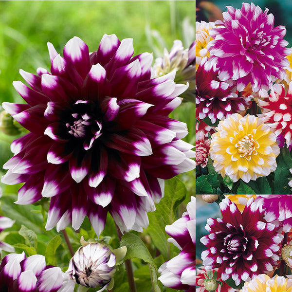 Decorative BiColour Collection Dahlia Bulbs Perennial Growing Bonsai Roots Rhizomes Corms Tubers Potted Planting Reblooming Fragrant Garden Species Blooms Flower Seeds Plant Gardening