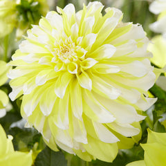 Dahlia Decorative Collection Bulbs Perennial Growing Bonsai Roots Rhizomes Corms Tubers Potted Planting Reblooming Fragrant Garden Species Blooms Flower Seeds Plant Gardening