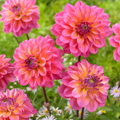Dahlia Decorative Collection Bulbs Perennial Growing Bonsai Roots Rhizomes Corms Tubers Potted Planting Reblooming Fragrant Garden Species Blooms Flower Seeds Plant Gardening