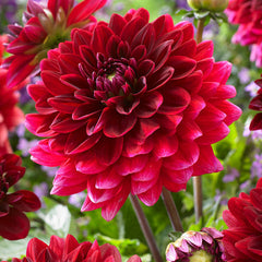 Dahlia Decorative Collection Bulbs Perennial Growing Bonsai Roots Rhizomes Corms Tubers Potted Planting Reblooming Fragrant Garden Species Blooms Flower Seeds Plant Gardening