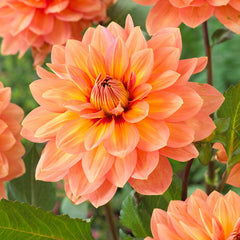 Dahlia Decorative Collection Bulbs Perennial Growing Bonsai Roots Rhizomes Corms Tubers Potted Planting Reblooming Fragrant Garden Species Blooms Flower Seeds Plant Gardening