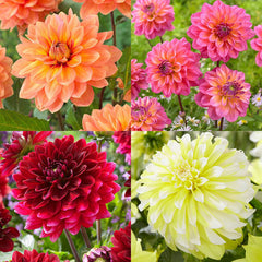 Dahlia Decorative Collection Bulbs Perennial Growing Bonsai Roots Rhizomes Corms Tubers Potted Planting Reblooming Fragrant Garden Species Blooms Flower Seeds Plant Gardening