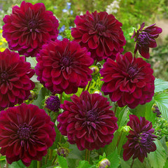 Dahlia Decorative Duo Collection Bulbs Perennial Growing Bonsai Roots Rhizomes Corms Tubers Potted Planting Reblooming Fragrant Garden Species Blooms Flower Seeds Plant Gardening