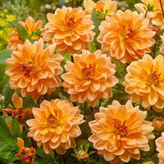 Dahlia Decorative Duo Collection Bulbs Perennial Growing Bonsai Roots Rhizomes Corms Tubers Potted Planting Reblooming Fragrant Garden Species Blooms Flower Seeds Plant Gardening