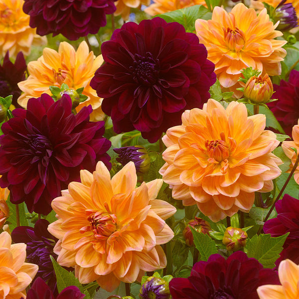 Dahlia Decorative Duo Collection Bulbs Perennial Growing Bonsai Roots Rhizomes Corms Tubers Potted Planting Reblooming Fragrant Garden Species Blooms Flower Seeds Plant Gardening
