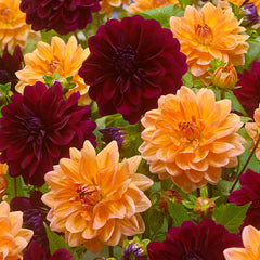 Dahlia Decorative Duo Collection Bulbs Perennial Growing Bonsai Roots Rhizomes Corms Tubers Potted Planting Reblooming Fragrant Garden Species Blooms Flower Seeds Plant Gardening
