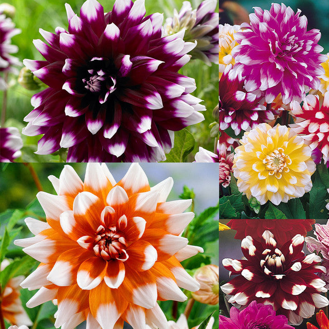 Decorative Bicolour Collection Dahlia Bulbs Perennial Growing Bonsai Roots Rhizomes Corms Tubers Potted Planting Reblooming Fragrant Garden Species Blooms Flower Seeds Plant Gardening
