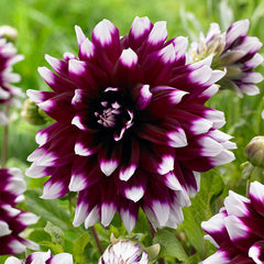 Decorative Bicolour Collection Dahlia Bulbs Perennial Growing Bonsai Roots Rhizomes Corms Tubers Potted Planting Reblooming Fragrant Garden Species Blooms Flower Seeds Plant Gardening