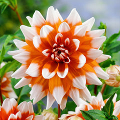 Decorative Bicolour Collection Dahlia Bulbs Perennial Growing Bonsai Roots Rhizomes Corms Tubers Potted Planting Reblooming Fragrant Garden Species Blooms Flower Seeds Plant Gardening