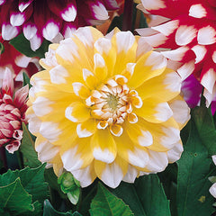 Decorative Bicolour Collection Dahlia Bulbs Perennial Growing Bonsai Roots Rhizomes Corms Tubers Potted Planting Reblooming Fragrant Garden Species Blooms Flower Seeds Plant Gardening
