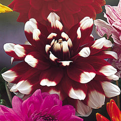 Decorative Bicolour Collection Dahlia Bulbs Perennial Growing Bonsai Roots Rhizomes Corms Tubers Potted Planting Reblooming Fragrant Garden Species Blooms Flower Seeds Plant Gardening