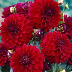 Decorative Collection Dahlia Bulbs Perennial Growing Bonsai Roots Rhizomes Corms Tubers Potted Planting Reblooming Fragrant Garden Species Blooms Flower Seeds Plant Gardening